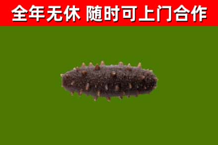 黄山烟酒回收干海参.jpg